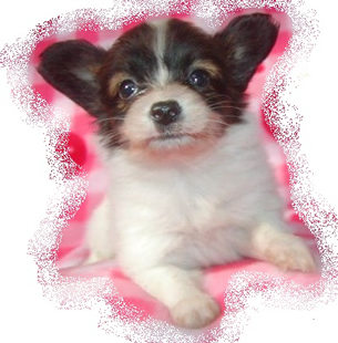 パピヨンのストレスを軽減